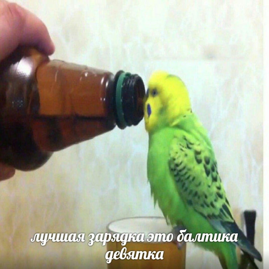 Meme